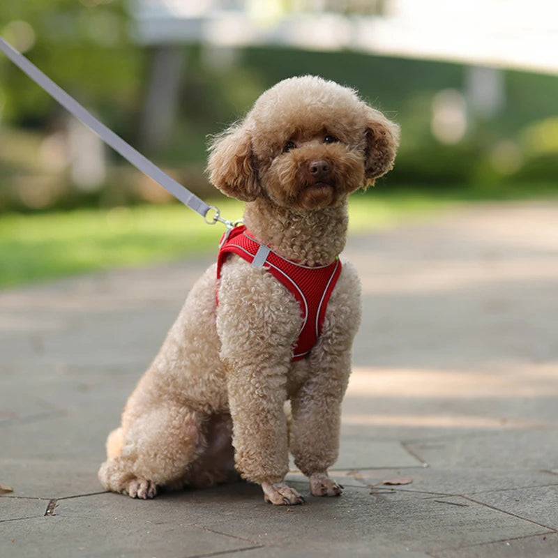 Dog Harness & Leash Set – Adjustable, Safe & Comfortable