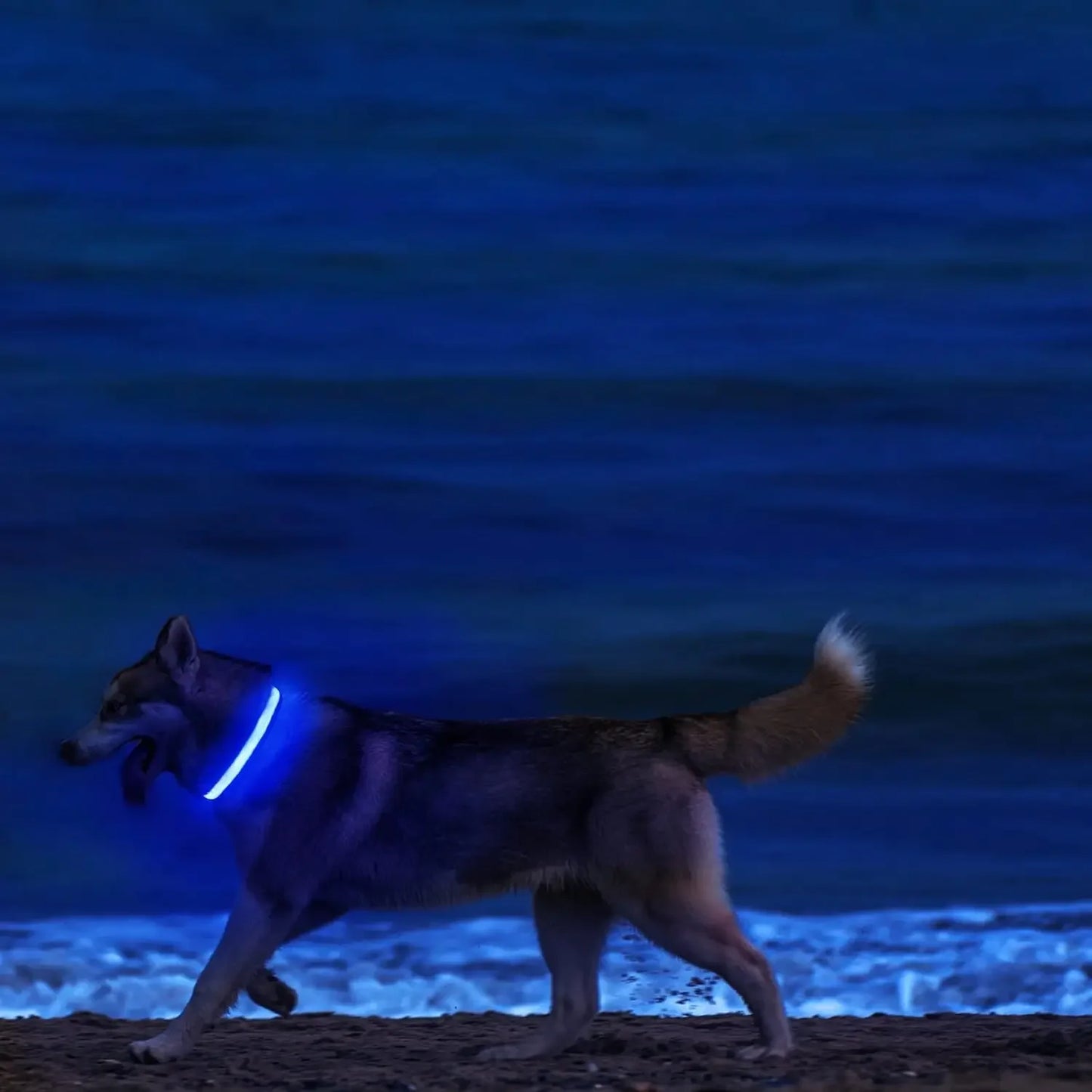 LED Safety Dog Collar – Rechargeable, Waterproof & Night Visibility